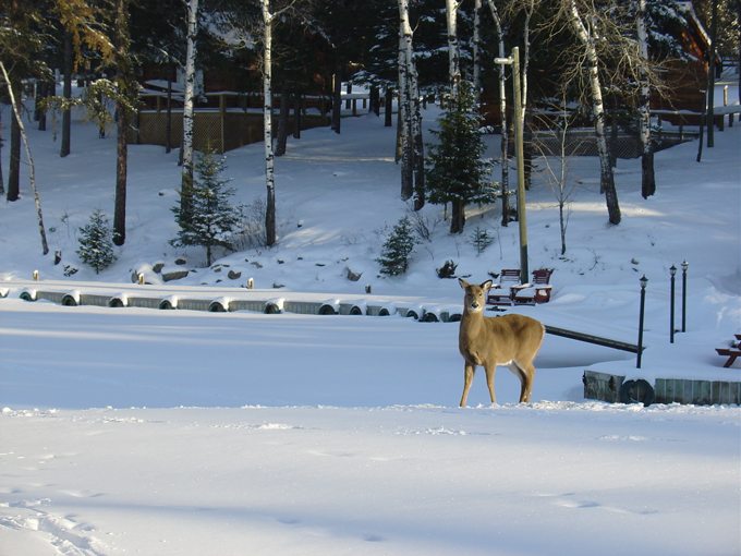 One of our resident fauna.